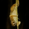 Outlon bornejsky - Nycticebus menagensis - Philippine Bornean Slow Loris o6251